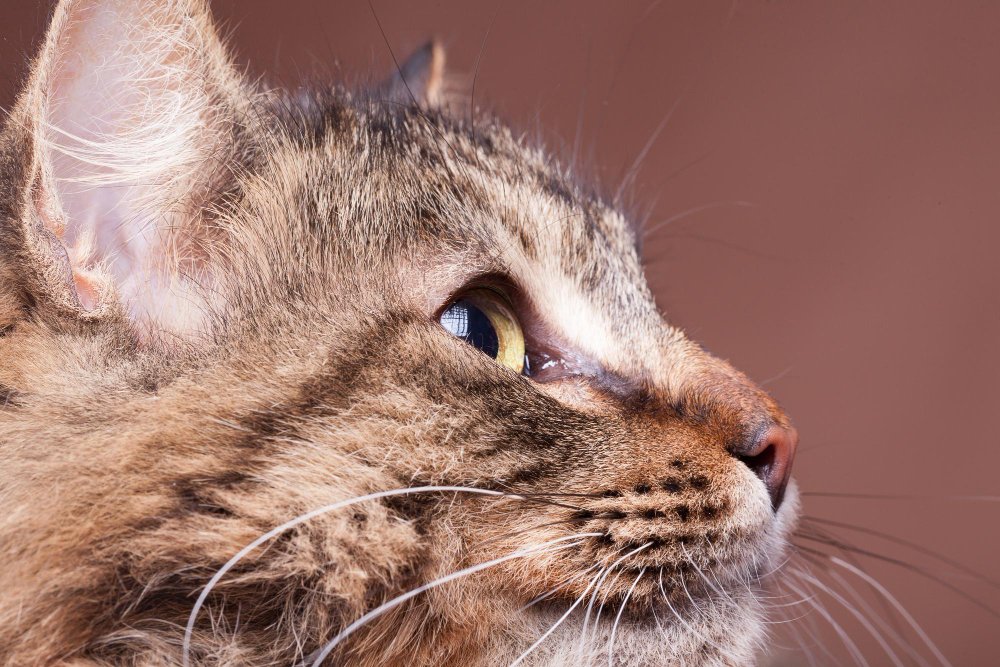 Kačių akių valymas: kaip saugiai prižiūrėti katės akis namuose?